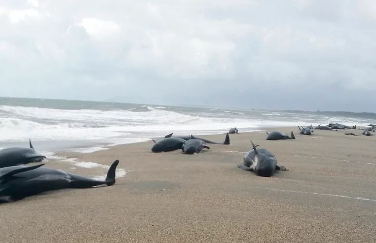 সৈকতে তিমির মৃত্যু মিছিল